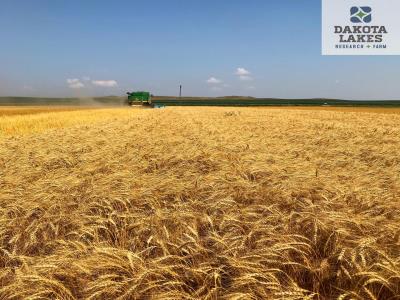 Wheat Harvest 2021